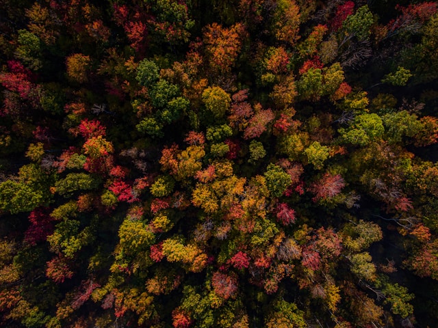 Maryland Trees